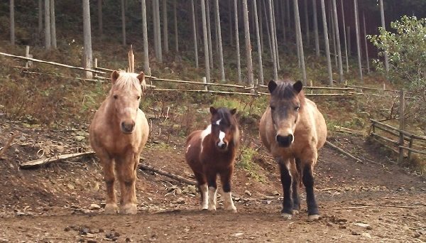 大森リゾートキャンプ場 大森リゾートキャンプ場