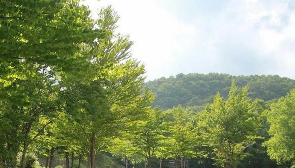 恩原高原オートキャンプ場