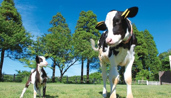 成田ゆめ牧場ファミリーオートキャンプ場