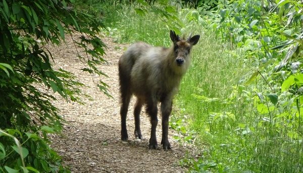 立山山麓家族旅行村