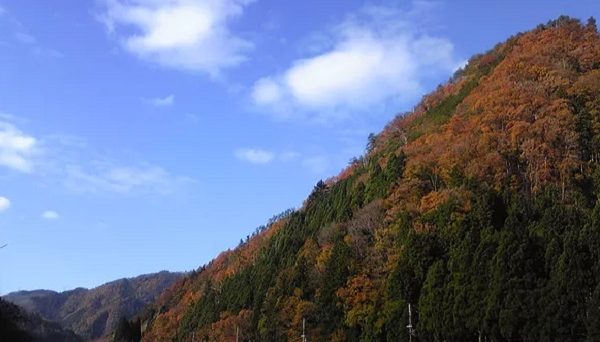 美山くるみの森キャンプ場