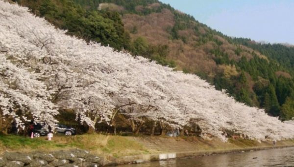 マキノサニービーチ　高木浜オートキャンプ場