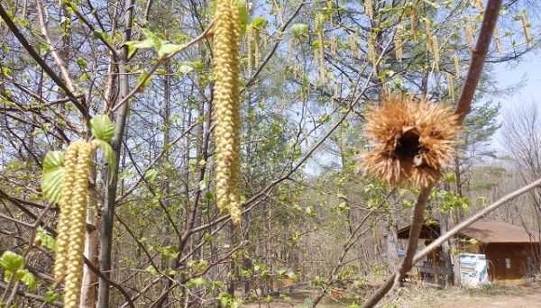 あさまの森オートキャンプ場