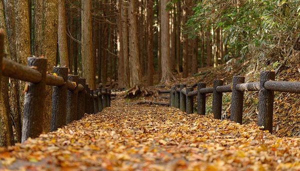 星の森オートキャンプ場