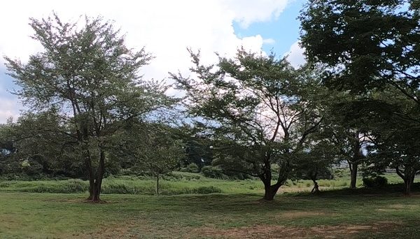 おらだの川公園キャンプ場