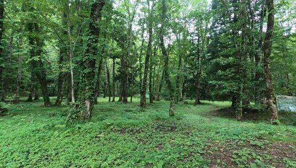 くるみ台キャンプ場