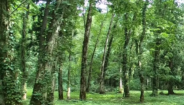 くるみ台キャンプ場