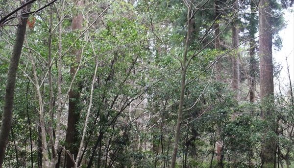 ぺんぎん村オートキャンプ場