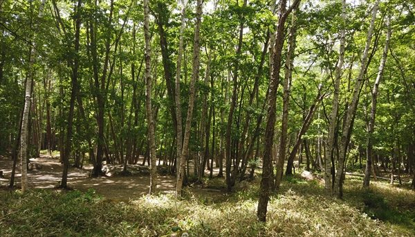 みずがき山森の農園キャンプ場 みずがき山森の農園キャンプ場