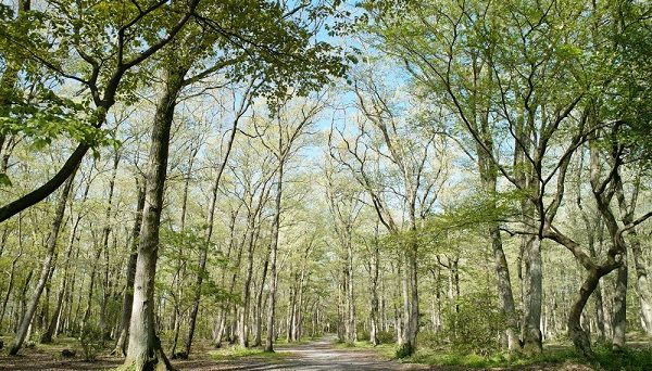 ホウリーウッズ久留里キャンプ村