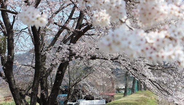 ミノワリバーサイドオートキャンプ場