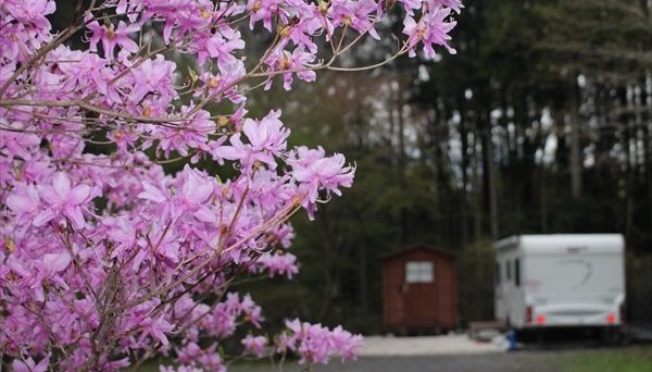 朝霧高原オートキャンプ場