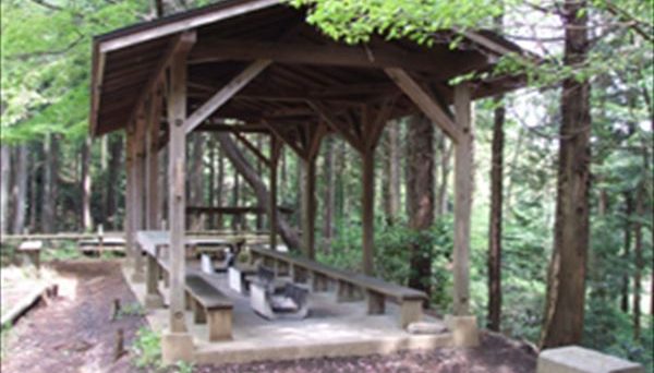 足柄森林公園 丸太の森