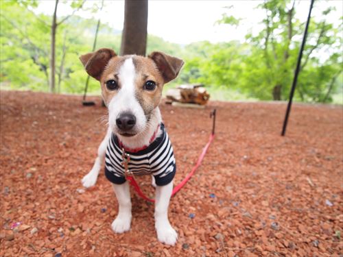 ペット連れキャンパー