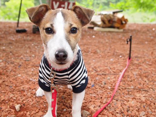 ペット連れキャンパー