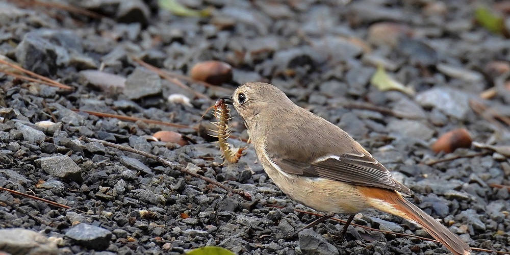キャンプの危険