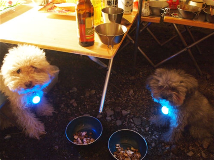 ペットキャンプ