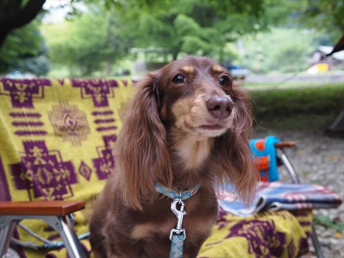 ペット連れキャンパー　586