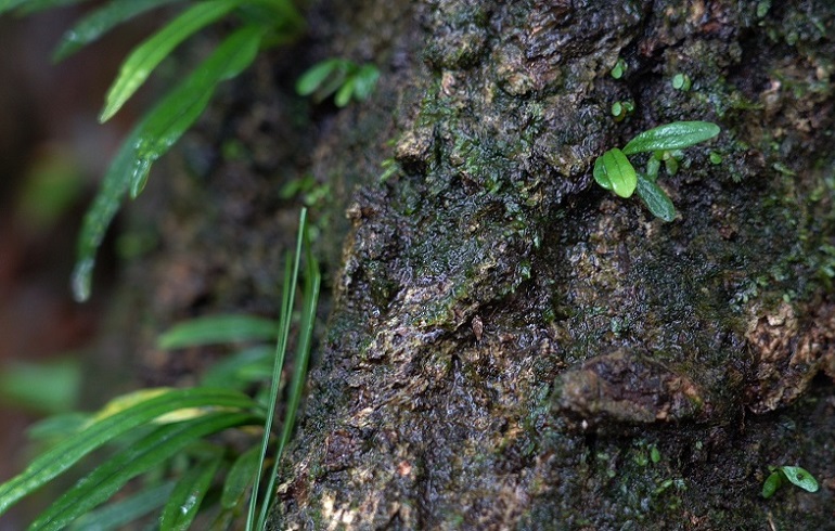 雨キャンプの魅力